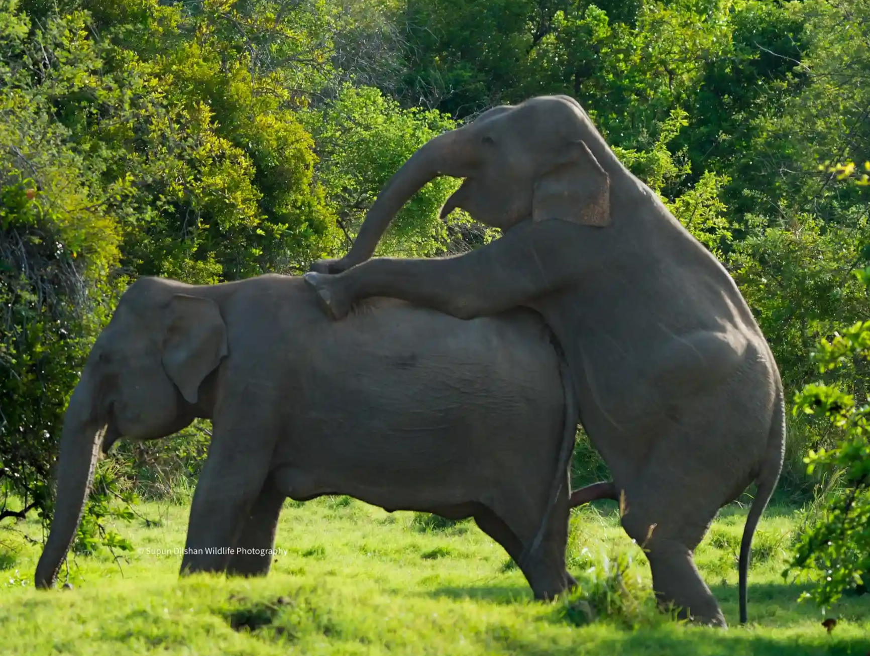 Kaudulla National Park Best Safari Jeep Tour photo 2